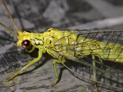 Calochrysa extranea