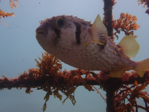 Balloonfish (Dicotylichthys punctulatus) — Diodontidae