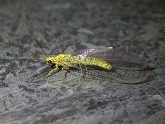 Calochrysa extranea