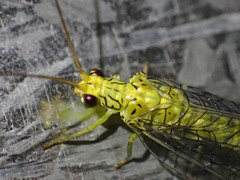 Calochrysa extranea