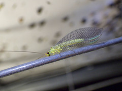 Calochrysa extranea