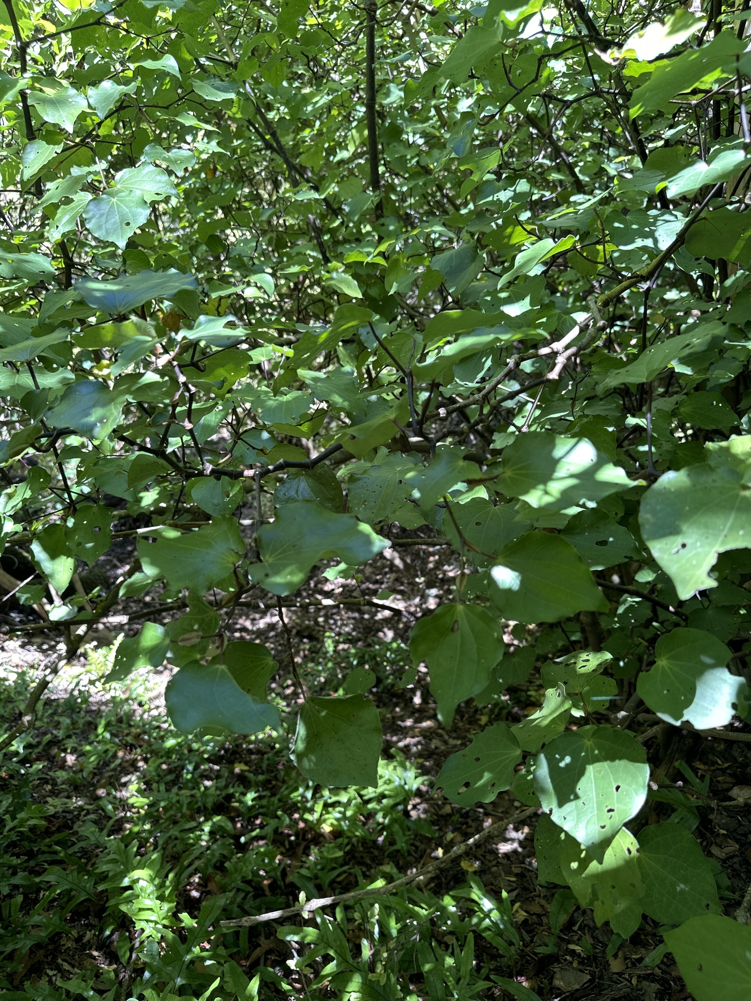 Photo by Brett Robinson via iNaturalist (Copyright Brett Robinson)