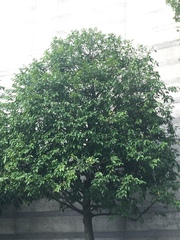 Hopea odorata