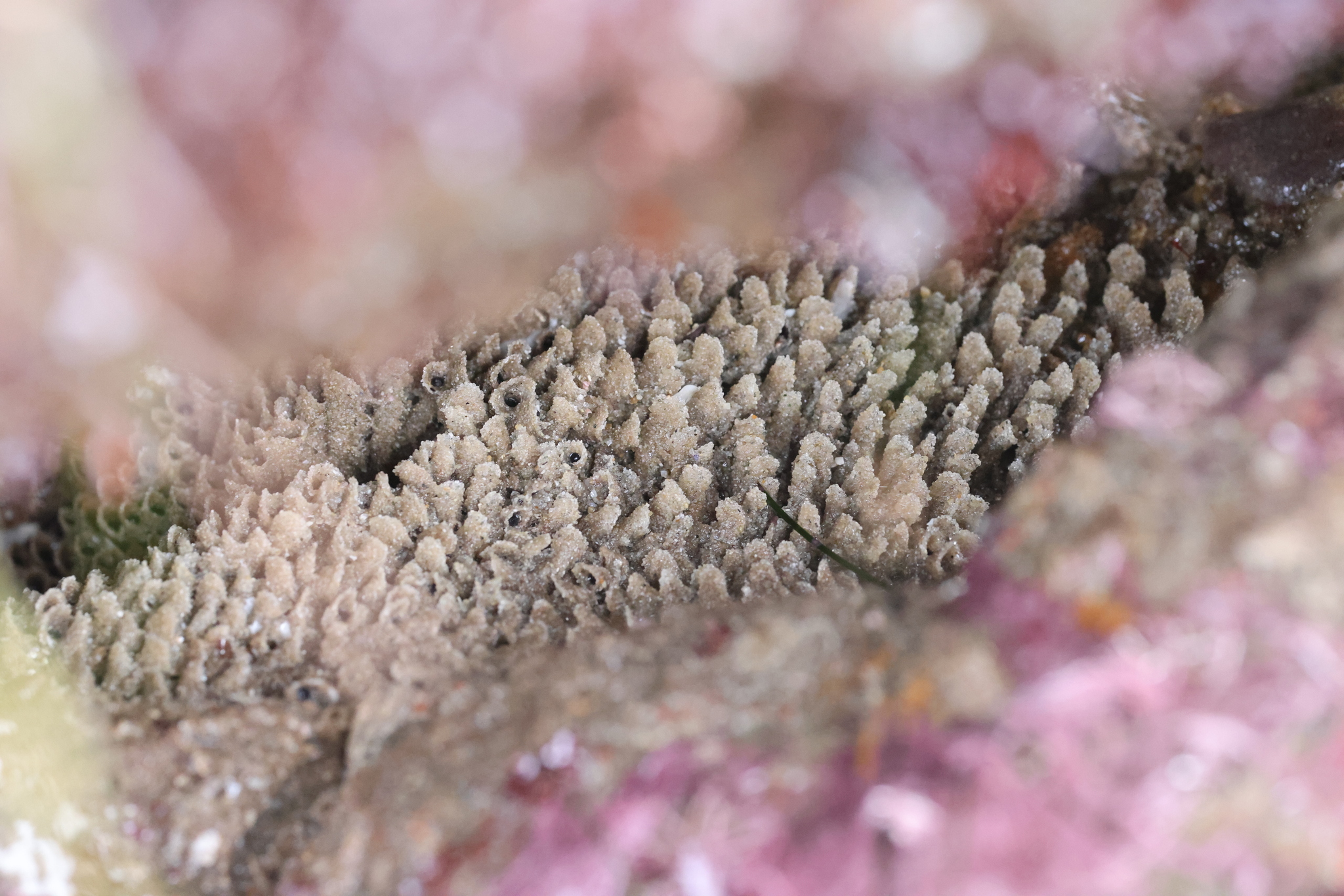 Phragmatopoma californica (Fewkes, 1889)