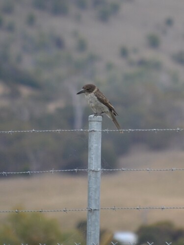 Grey Butcherbird (Cracticus torquatus)