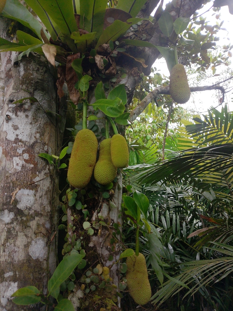Jackfruit (Artocarpus heterophyllus)