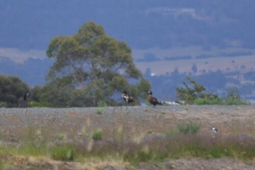 Australian Shelduck (Tadorna tadornoides)