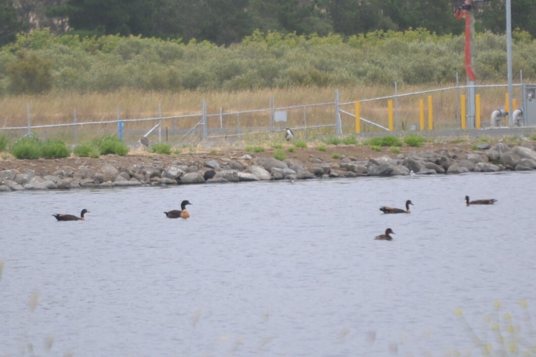 Australian Shelduck (Tadorna tadornoides), photo 3