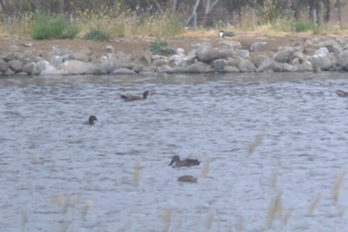 Australasian Shoveler (Spatula rhynchotis), photo 2