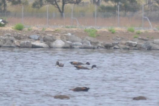 Australian Shelduck (Tadorna tadornoides), photo 2