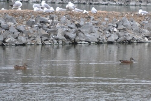 Australasian Shoveler (Spatula rhynchotis)