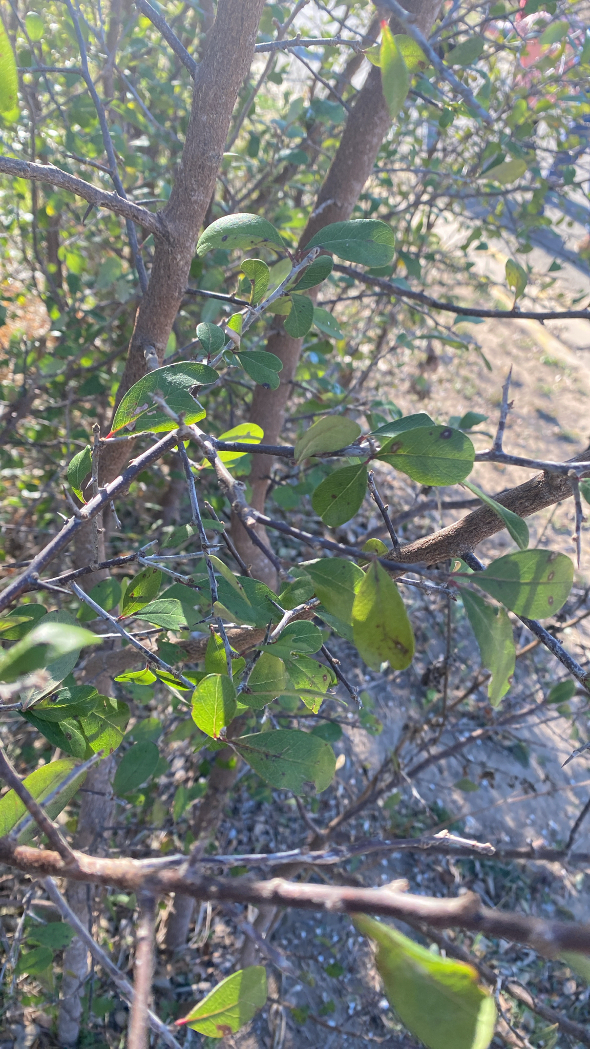 Imagem de Sideroxylon lanuginosum