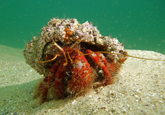 Dardanus crassimanus