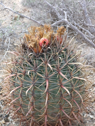 Golden-spined barrel cactus (Ferocactus chrysacanthus)