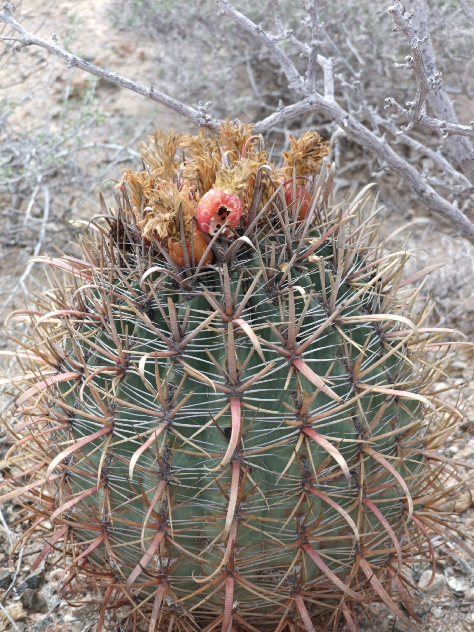 Golden-Spined Barrel Cactus (Ferocactus chrysacanthus)