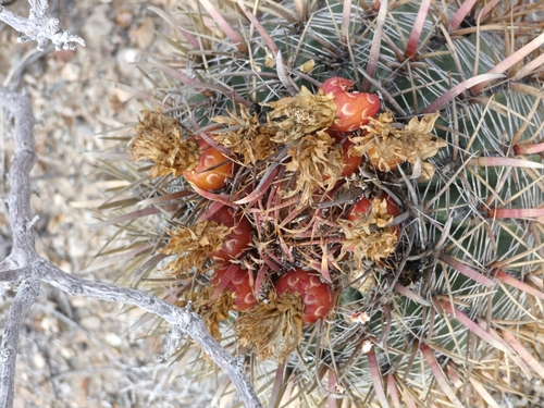 Ferocactus chrysacanthus