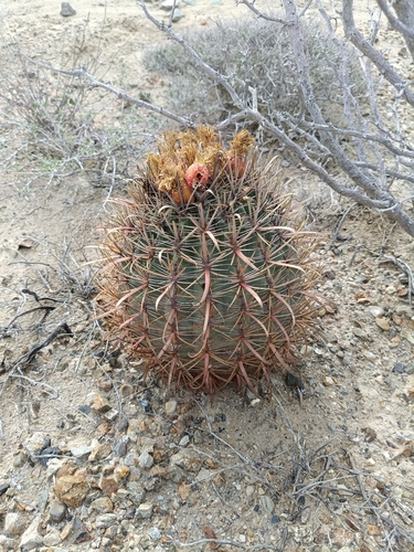 Ferocactus chrysacanthus