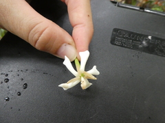 Oxyceros longiflorus