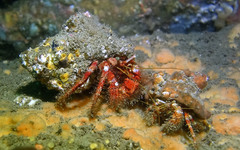 Dardanus crassimanus