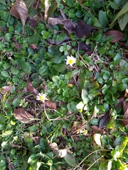 Bellis perennis