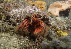 Dardanus crassimanus