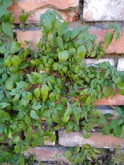 Parietaria judaica
