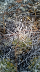 Mammillaria compressa