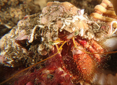 Dardanus crassimanus