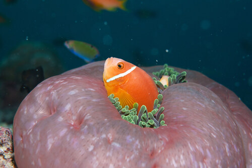 Amphiprion nigripes