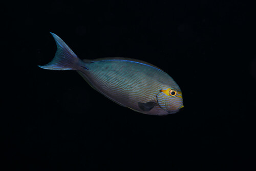 Acanthurus mata