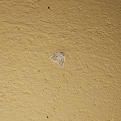 Niphopyralis