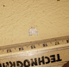 Niphopyralis