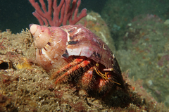 Dardanus crassimanus