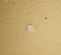 Niphopyralis