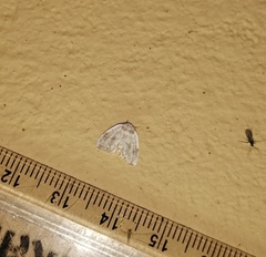 Niphopyralis