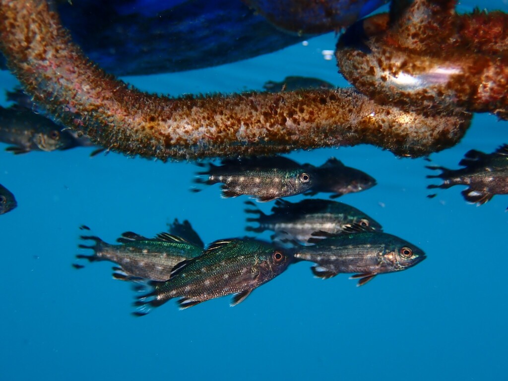 Banded grunter (Terapon theraps) — Terapontidae