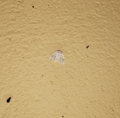 Niphopyralis
