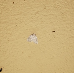 Niphopyralis