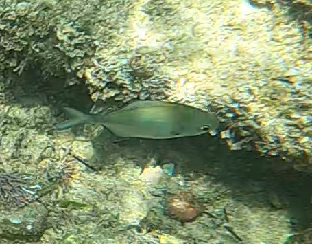 Zilveren sweep (Scorpis lineolata) — Kyphosidae