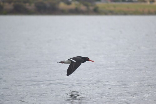 Pied Oystercatcher (Haematopus longirostris)