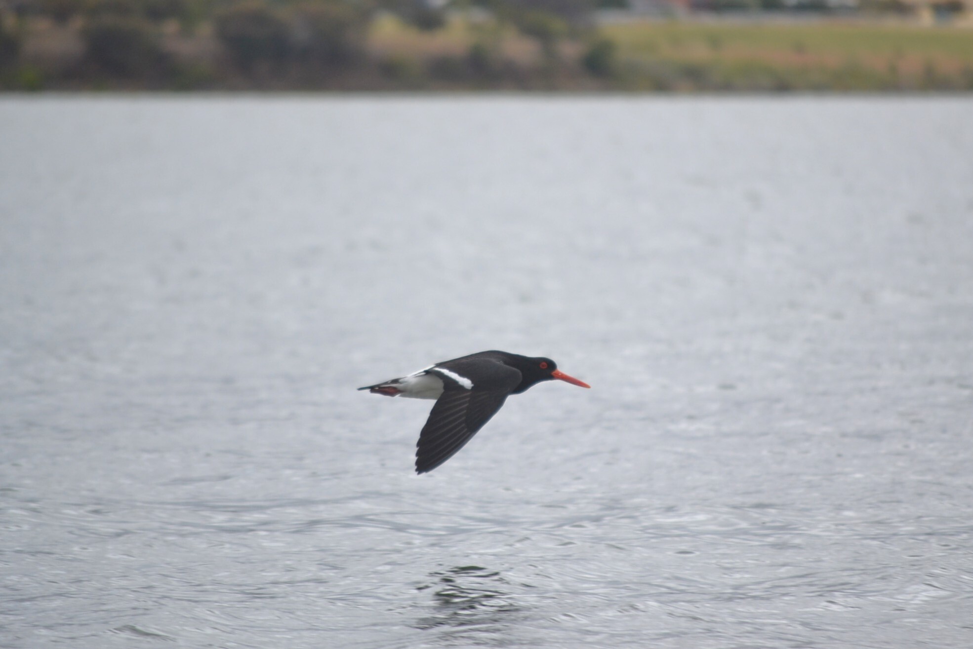 Pied Oystercatcher (Haematopus longirostris), photo 1