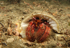 Dardanus crassimanus