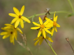 Senecio velleioides