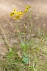 Senecio velleioides
