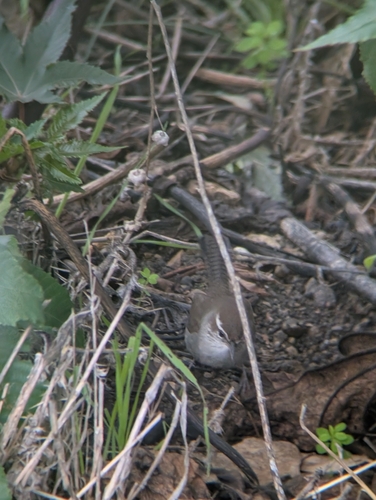 Bewick's Wren (Thryomanes bewickii), photo 8