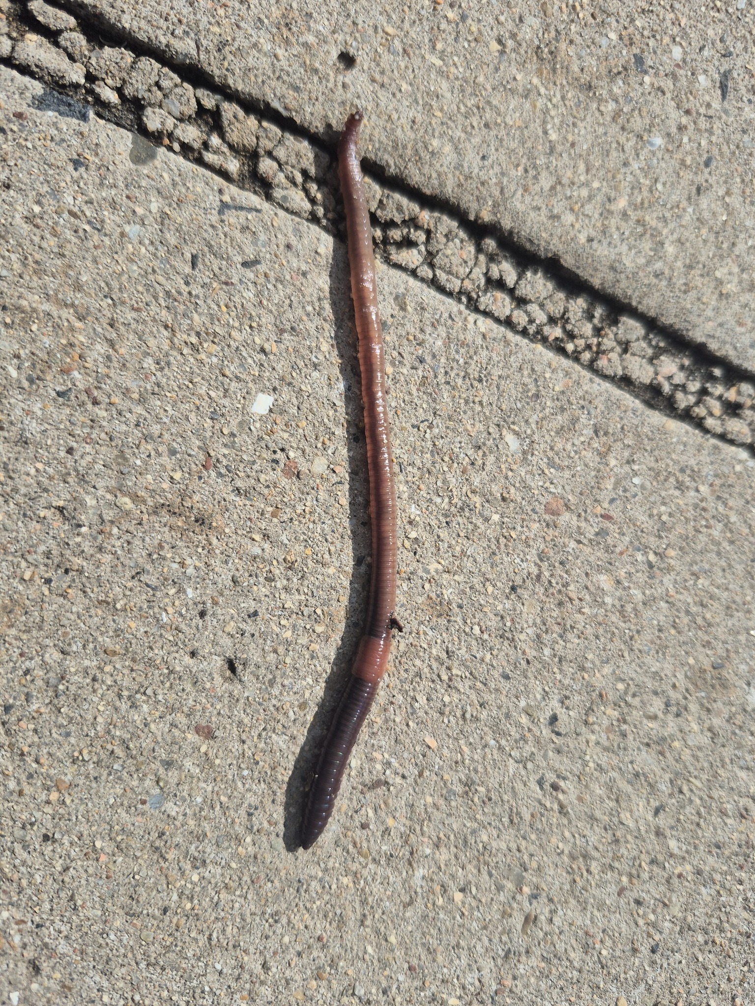 Lumbricus rubellus Hoffmeister, 1843