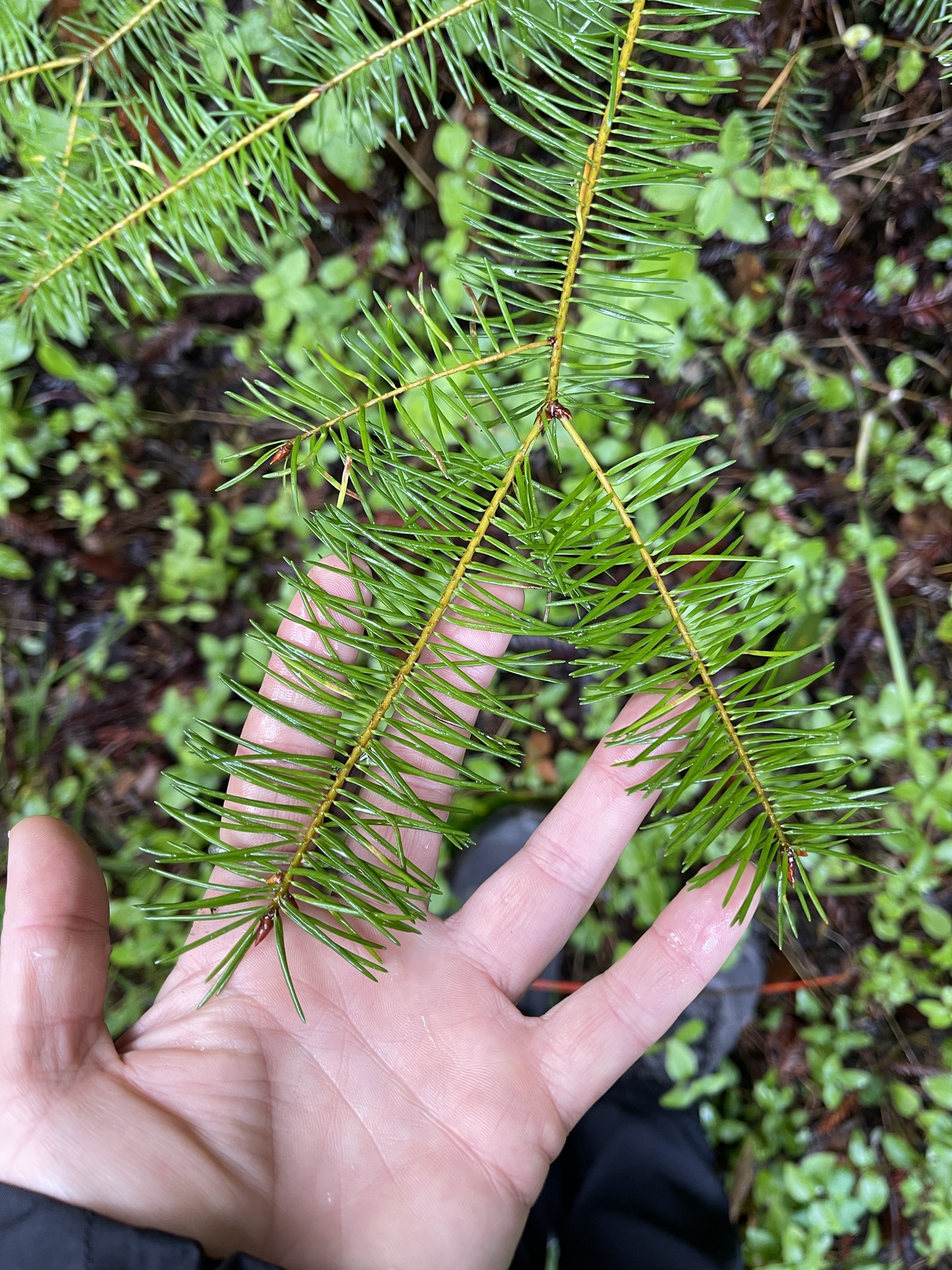 Douglas fir