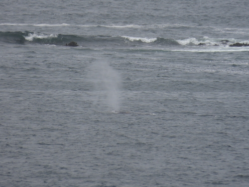 Grey Whale photographed in Oregon