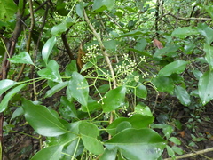 Heptapleurum ellipticum