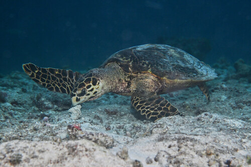 Eretmochelys imbricata